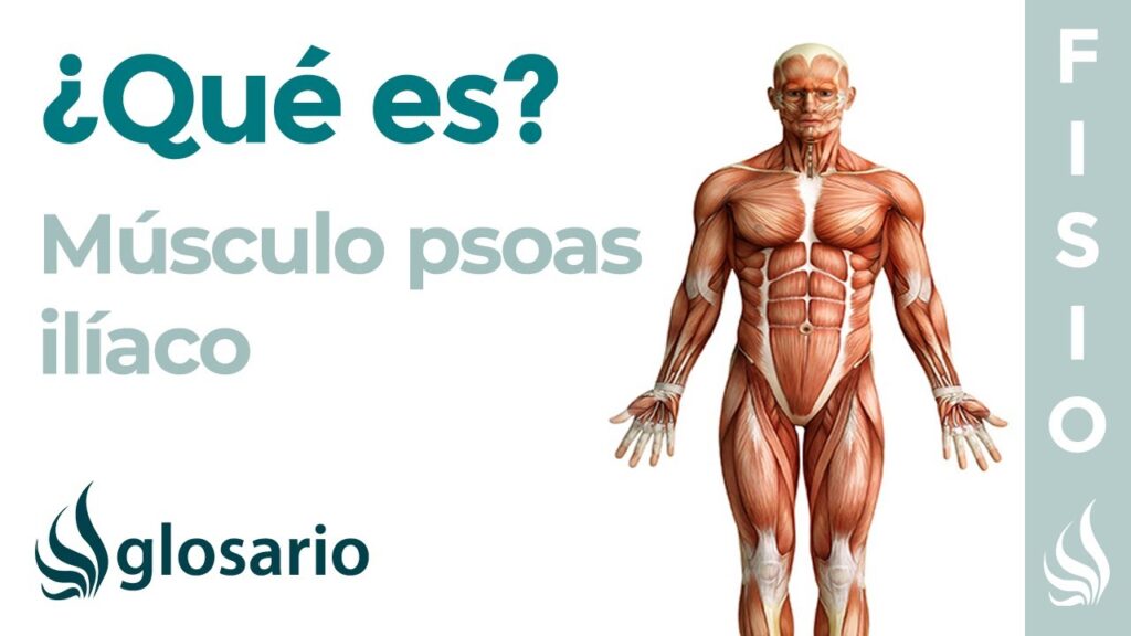 que es el psoas y como trabajarlo